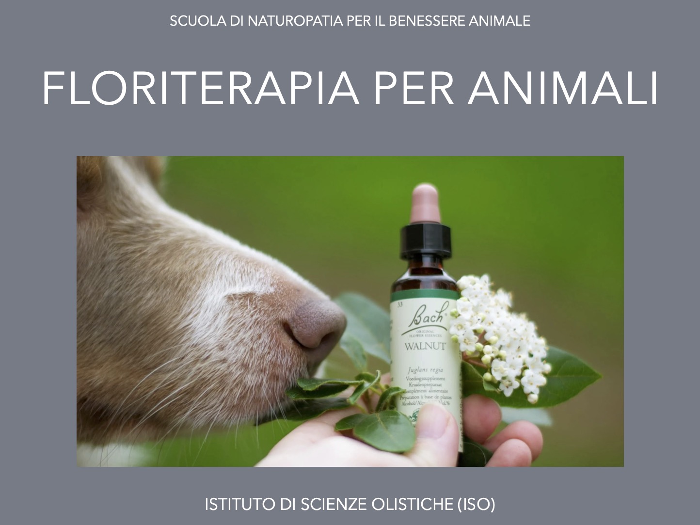 Floriterapia per animali