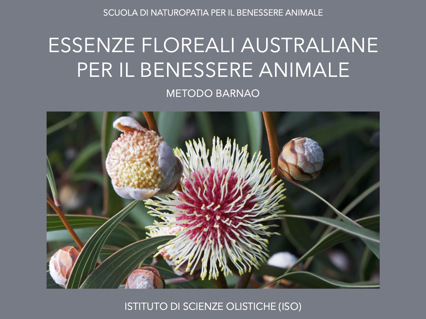 Essenze floreali australiane per il benessere animale