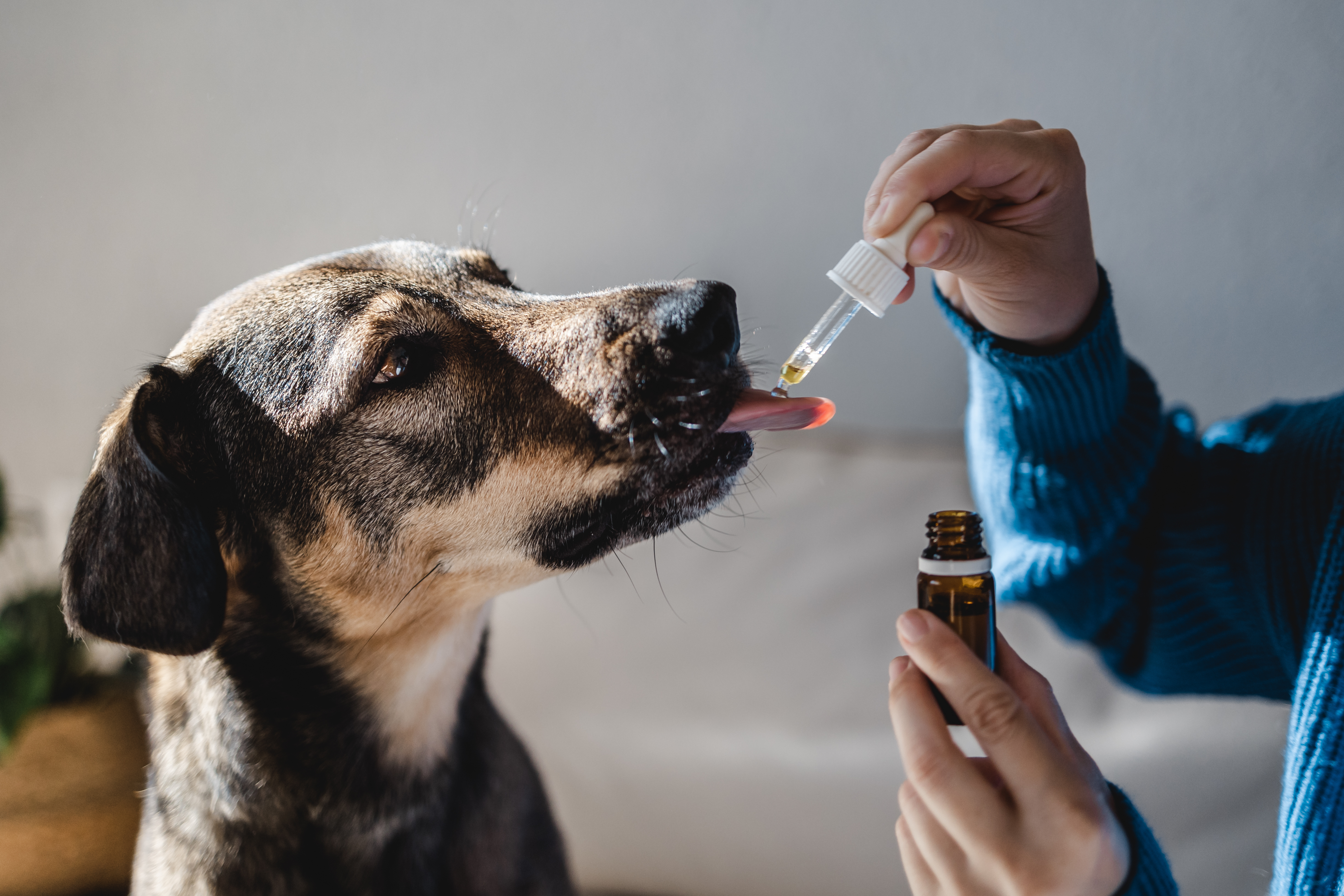 naturopatia per gli animali